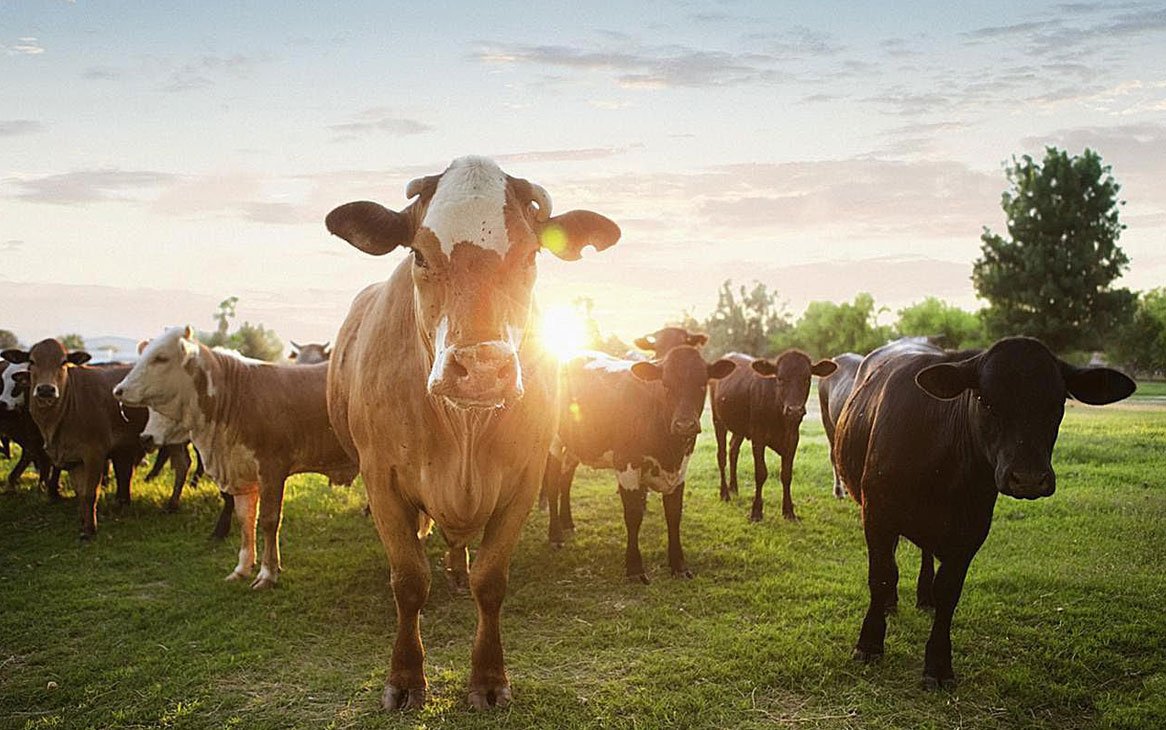 IHRF Cattle Animal Projects