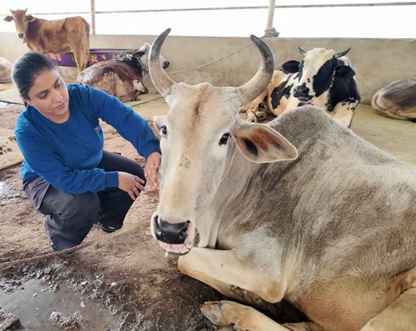 IHRF Cattle Animal Projects